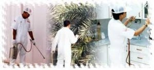 شركة مكافحة حشرات بالجبيل بالشرقية